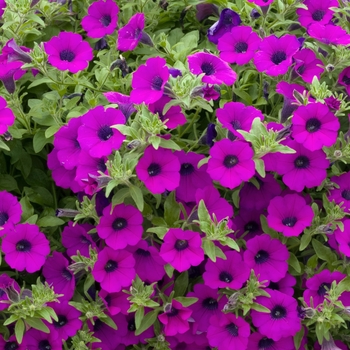 Petunia 'Mini Purple' 