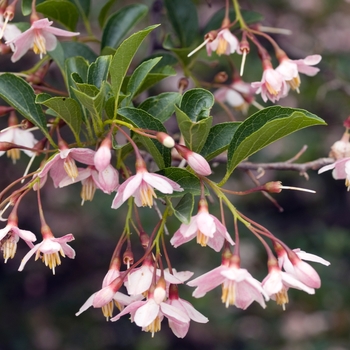 Styrax japonicus 'Pink Chimes' 