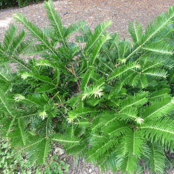 Cephalotaxus sinensis