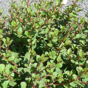 Ceratostigma griffithii