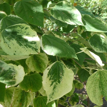 Cercis canadensis 'Silver Cloud' 