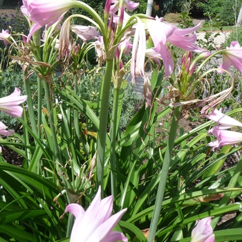 Crinum powellii 'Cecil Houdyshel' 