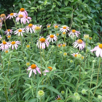 Echinacea purpurea