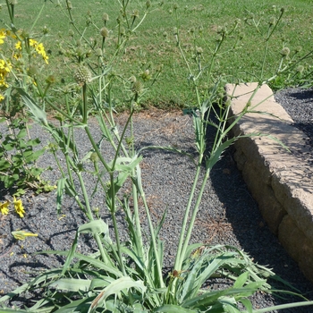 Eryngium 'La Canada' 