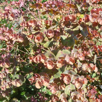 Euphorbia 'Canyon Gold'