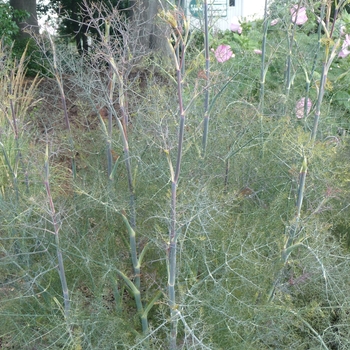 Foeniculum vulgare 'Rubrum'