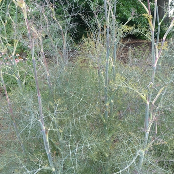 Foeniculum vulgare 'Rubrum' 