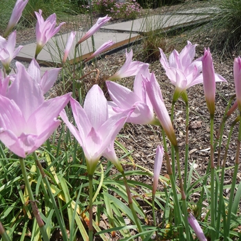 Habranthus robustus 'Russell Manning'