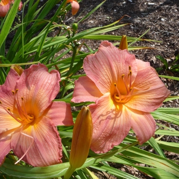 Hemerocallis 'Dancing Shiva'