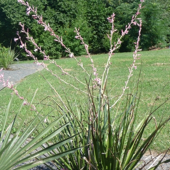 Hesperaloe campanulata 