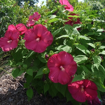 Hibiscus moscheutos 'Red' 