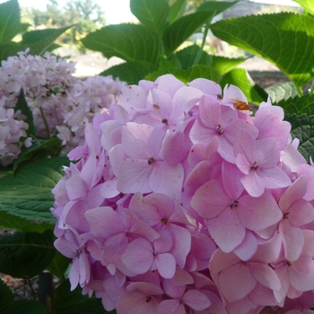 Hydrangea macrophylla 'David Ramsey' 