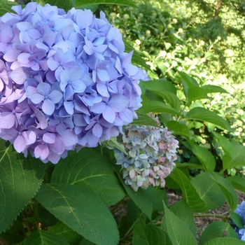 Hydrangea macrophylla 'Decatur Blue' 