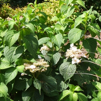 Hydrangea macrophylla 'Veitchii' 