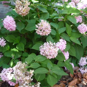 Hydrangea macrophylla 'Oak Hill' 