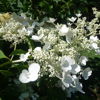 Hydrangea paniculata 'Brussells Lace'