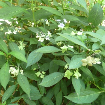 Hydrangea serrata 'Schichidanka' 