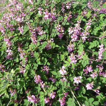 Indigofera pseudotinctoria