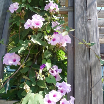 Ipomoea andersonii 