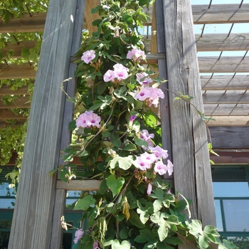 Ipomoea andersonii