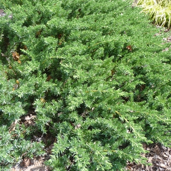 Juniperus conferta 'Emerald Sea'