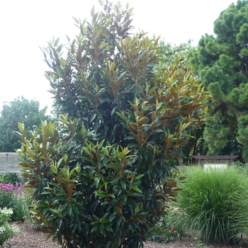 Magnolia grandiflora 'TMGH' 