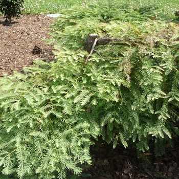 Metasequoia glyptostroboides 'Miss Grace' 