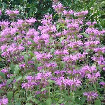 Monarda fistulosa 'Peter's Purple' 