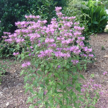 Monarda fistulosa 'Peter's Purple'