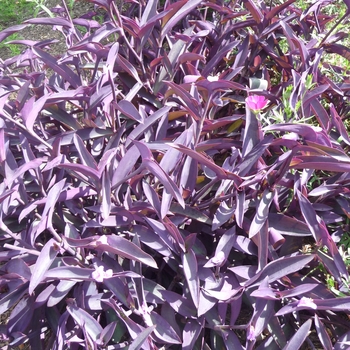 Setcreasea pallida 'Purple Queen' 