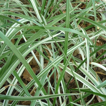 Ophiopogon jaburan 'Vittatus' 