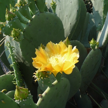 Opuntia phaeacantha