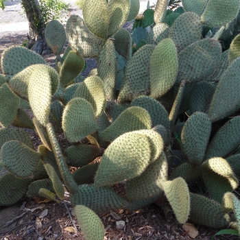 Opuntia scheeri