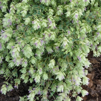 Origanum libanoticum