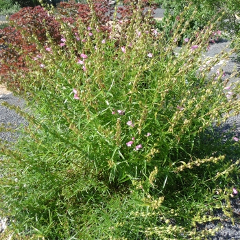 Penstemon mexicali 'Sunburst Ruby' 