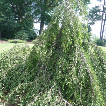 Prunus incisa 'Pendula' 