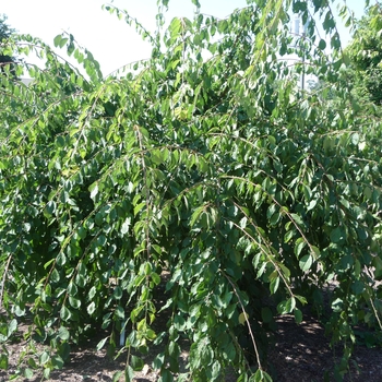 Prunus mume 'Bridal Veil' 