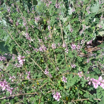 Rhodohypoxis baurii 