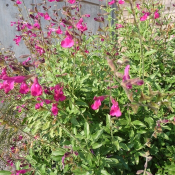 Salvia 'Dark Dancer'