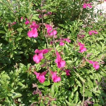 Salvia 'Dark Dancer' 