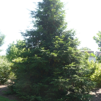 Sequoia sempervirens 'Swarthmore Hardy' 