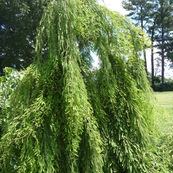 Taxodium distichum 'Cascade Falls' 