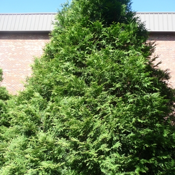 Thuja occidentalis 'George Washington'