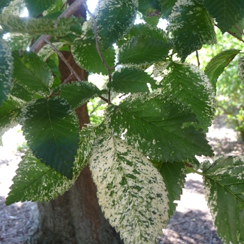 Ulmus procera 'Argenteovariegata'