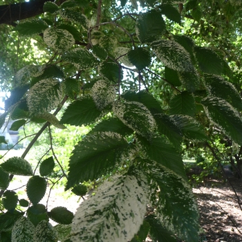 Ulmus procera 'Argenteovariegata' 