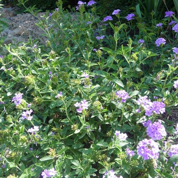 Verbena 'Blue Princess' 