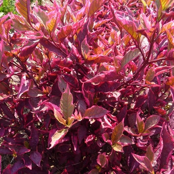 Alternanthera dentata 'Brazilian Red Hots'