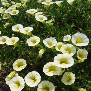 Calibrachoa Superbells® 'Yellow Chiffon™'