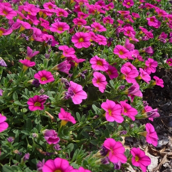Calibrachoa Callie® 'Rose' (017424)
