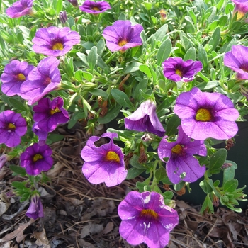 Calibrachoa Callie® 'Purple Imp' (017425)